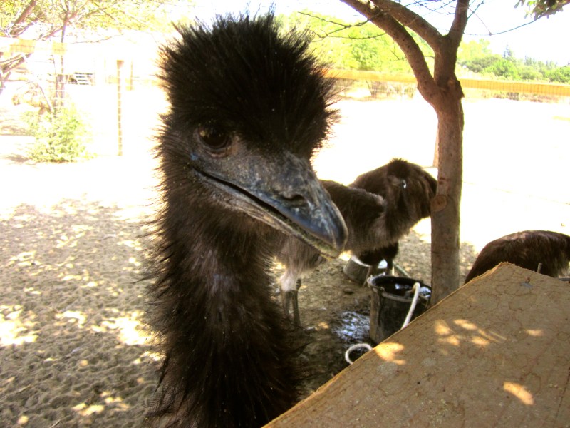 little emu 