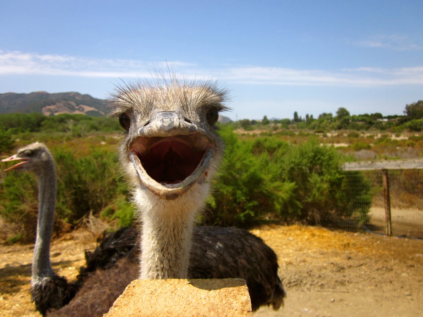 cute ostrich