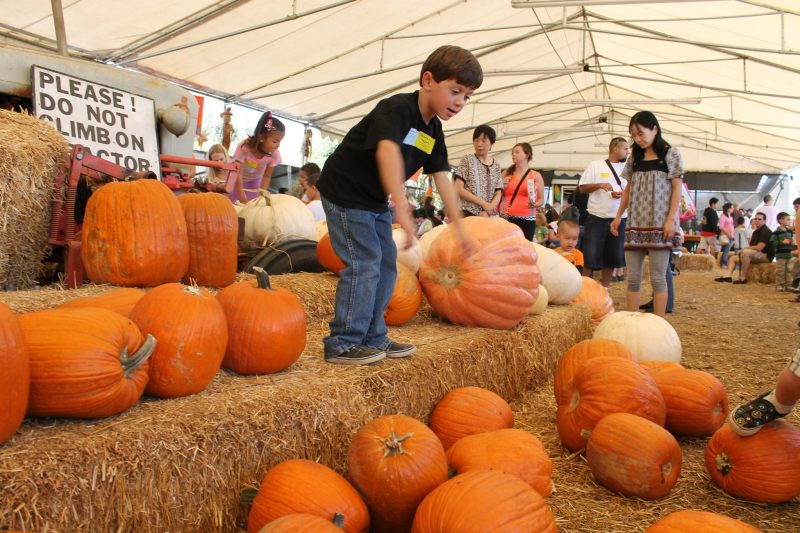 tanaka farm pumpkin