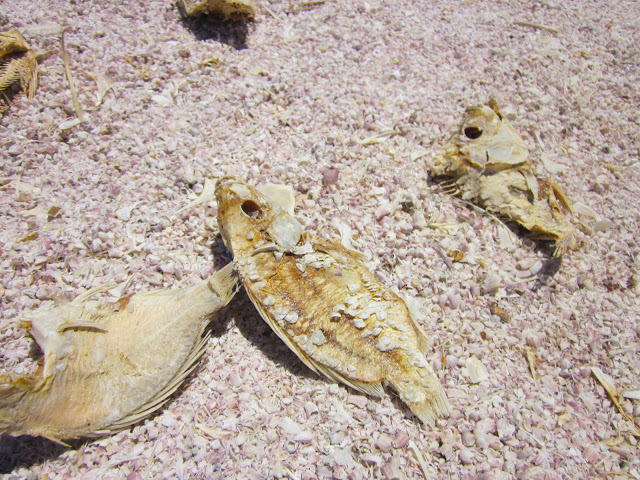 dead tilapia at salton sea