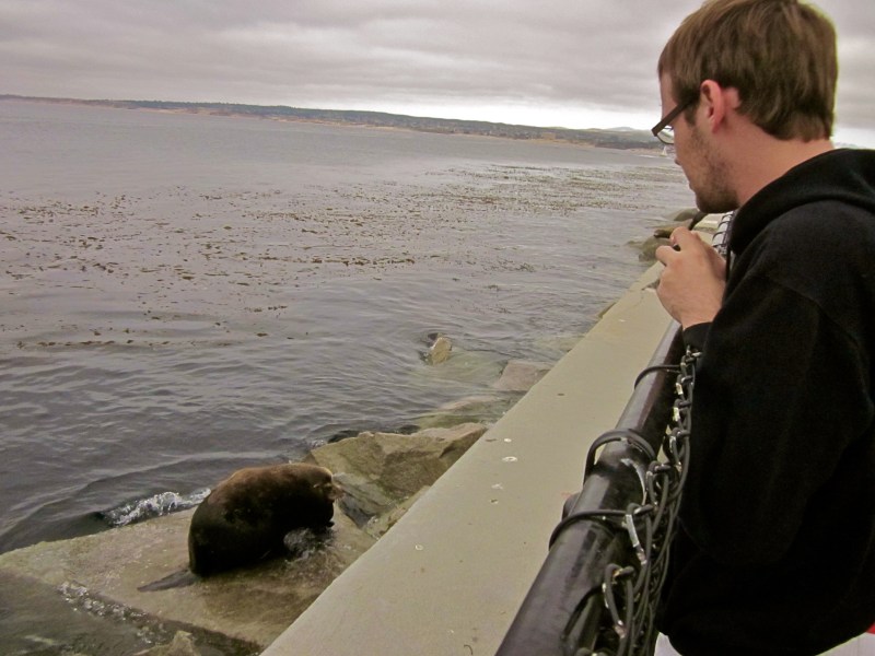 sea lions in monterey