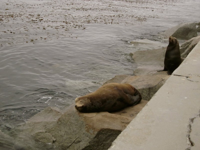 sea lions in monterey