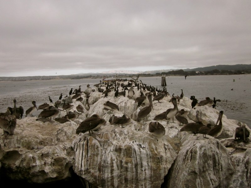 sea lions in monterey