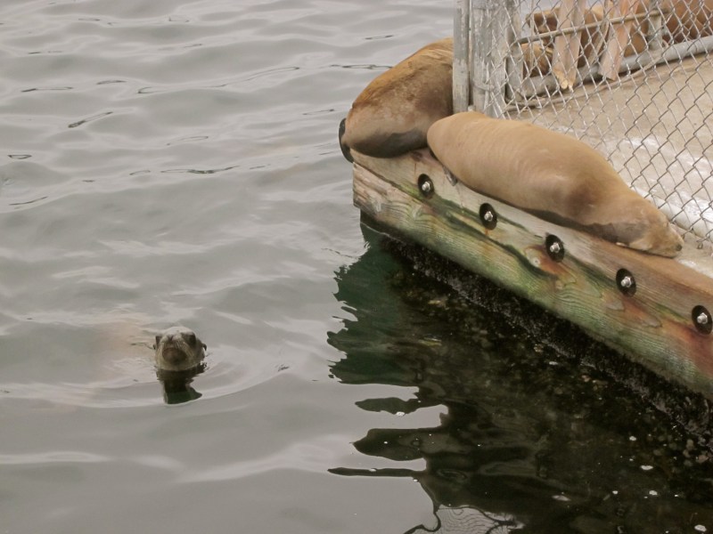 sea lions in monterey