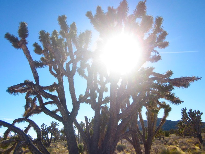 Sunlight beams through the branches