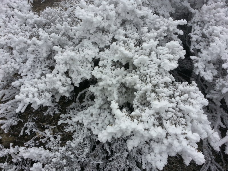 icy plant on mt. baldy