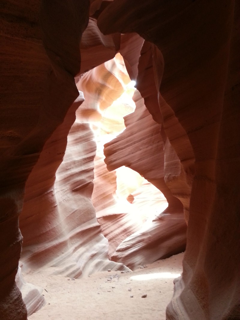 Can you see the lion