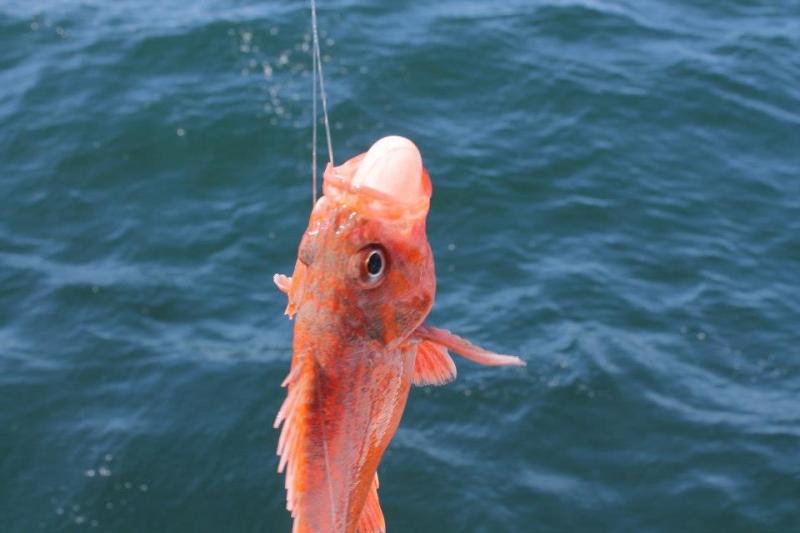 deep sea fishing newport